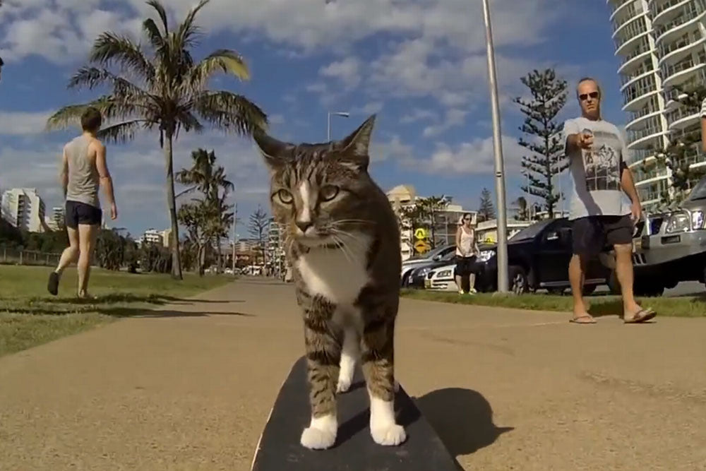 Didga, el gato skater es la estrella en su skatepark