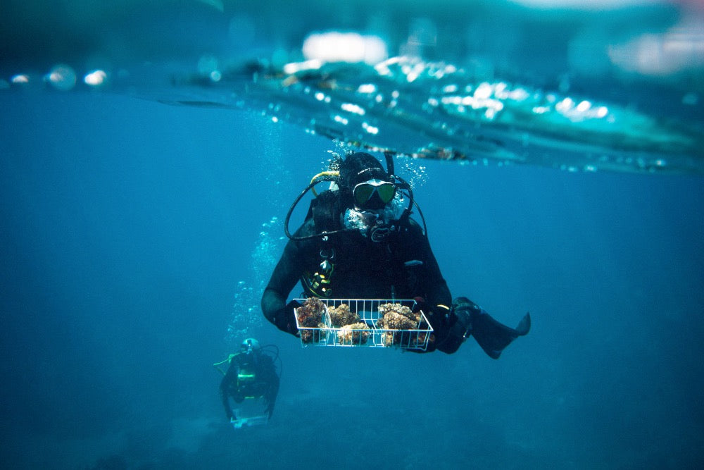 10 curiosidades sobre los arrecifes de coral ¿Qué sabes realmente sobre ellos?