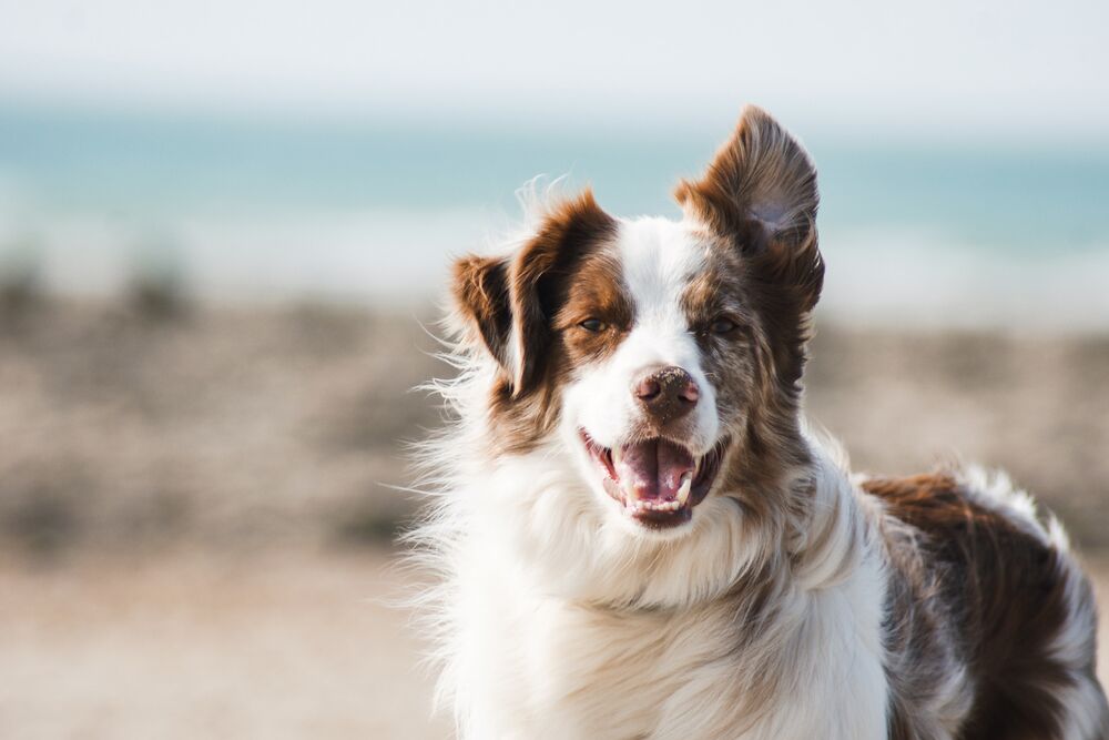 border collie 